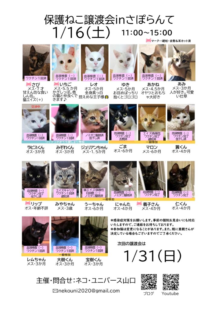 イベント 保護猫譲渡会 山口市市民活動センターさぽらんて