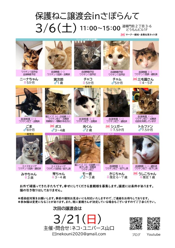 イベント 保護猫譲渡会 山口市市民活動センターさぽらんて