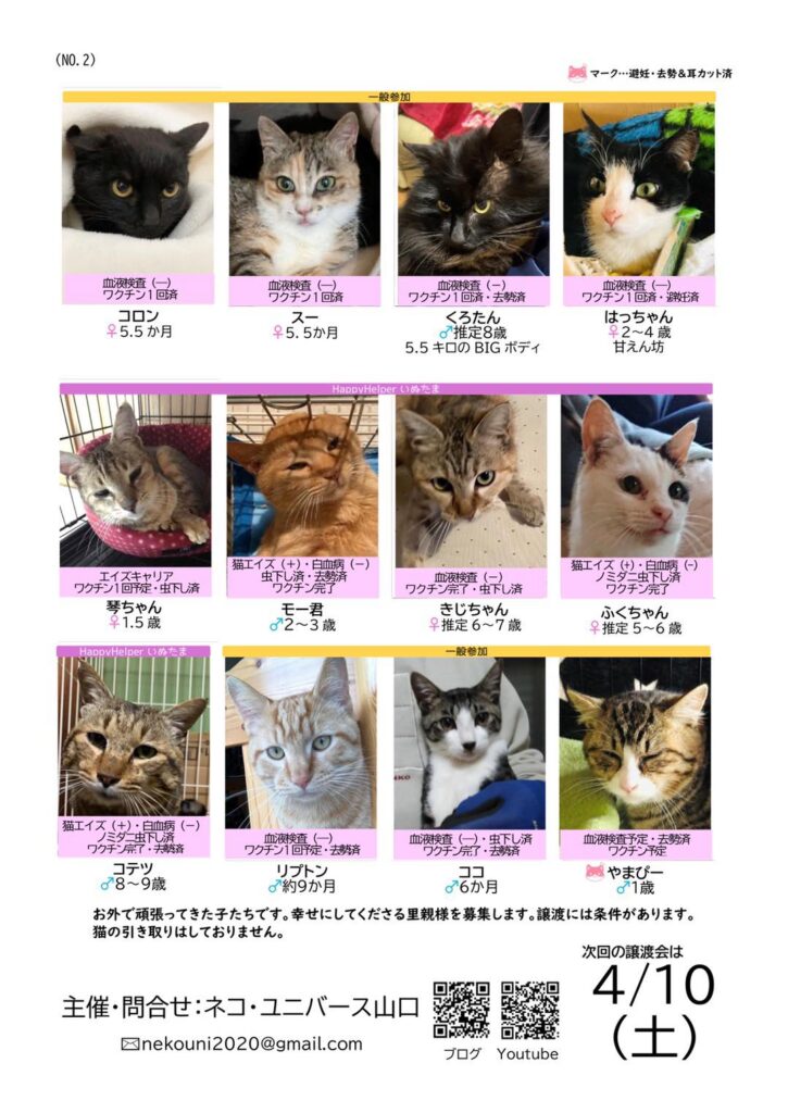 イベント】保護猫譲渡会  山口市市民活動センターさぽらんて